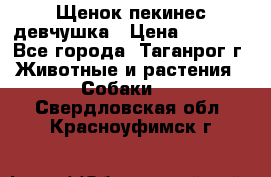 Щенок пекинес девчушка › Цена ­ 2 500 - Все города, Таганрог г. Животные и растения » Собаки   . Свердловская обл.,Красноуфимск г.